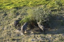 Vista aérea de elefantes africanos comiendo follaje en el delta del okavango, botswana - foto de stock