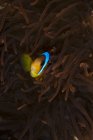 Clownfish schooling near anemone plant under water — Stock Photo