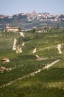 Vista panorâmica de Vineyards, Nebbiolo, Langhe, Piemonte, Itália — Fotografia de Stock