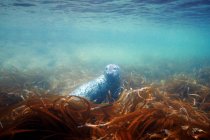 Gefleckte Robbe schwimmt unter Wasser — Stockfoto