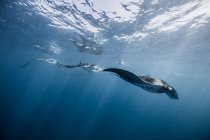 Reef Manta, underwater view, Cancun, Mexico — Stock Photo