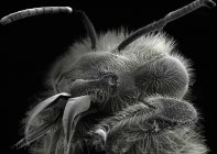 Micrografia eletrônica de varredura da cabeça da abelha — Fotografia de Stock