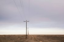 Електричні кабелі та стовпи в сухому ландшафті — стокове фото