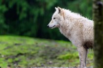Grey Wolf, Seattle, Washington, EE.UU. - foto de stock