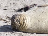 Северный тюлень, покоящийся на солнце — стоковое фото