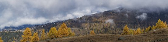 Vista panoramica della collina con alberi autunnali e nuvole basse — Foto stock