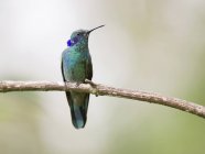Sparbviolear perching on branch, Minca, Magdalena, Colombia — стоковое фото