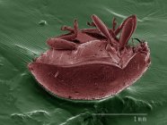Coloured scanning electron micrograph of beetle — Stock Photo