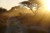 Plaine aride poussiéreuse et arbres rétro-éclairés au coucher du soleil, Namibie, Afrique — Photo de stock