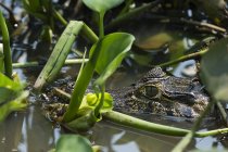 Head shot of yacare caiman in wetland waters, Pantanal, Mato Grosso, Brazil — Stock Photo