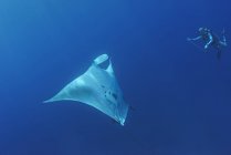 Scuba diver and oceanic manta ray (manta birostris), Cancun, Mexico — Stock Photo