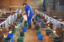 Lavoratori agricoli che nutrono vitelli in stalla — Foto stock