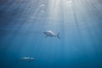Vista subaquática dos tubarões-limão nadadores — Fotografia de Stock