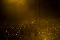 Ours brun marchant dans la forêt près de kuhmo pendant le coucher du soleil, finland — Photo de stock