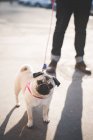 Junger Mann geht Hund auf Straße aus — Stockfoto