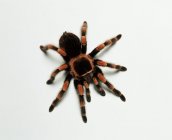 Mexican redknee tarantula — Stock Photo