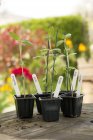 Plantas de girassol envasadas verdes na mesa de jardim — Fotografia de Stock