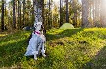 Porträt einer Bulldogge im Wald mit Kapuzenpulli, Russland — Stockfoto