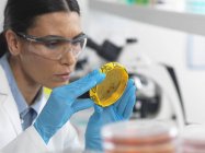 Женщина-ученый рассматривает культуру, растущую в чашке Петри с биобезопасной лентой в лаборатории микробиологии — стоковое фото