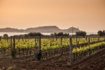 Vignoble, Portoferraio, île d'Elbe, Toscane, Italie — Photo de stock