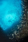 Scolarizzazione pesci che nuotano alla barriera corallina — Foto stock