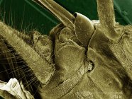 Coloured scanning electron micrograph of house cricket leg spurs — Stock Photo