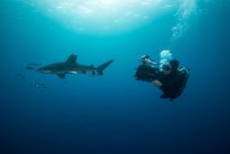 Дайвер с белой акулой (Carcharhinus longimanus) и рыбой-пилотом, вид под водой, остров Братьев, Египет — стоковое фото
