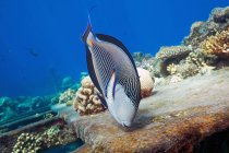 Sohal Surgeonfish на коралловом рифе под водой — стоковое фото