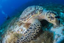 Hawksbill turtle (Eretmochelys imbricata) feeding on reef, Cozumel, Quintana Roo, Mexico — Stock Photo