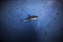 Gran tiburón blanco nadando con peces escolarizados - foto de stock