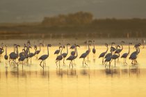 Large group of flamingos in water — Stock Photo