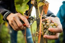 Mains masculines coupant les raisins de la vigne dans le vignoble — Photo de stock
