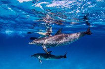 Delfines manchados del Atlántico, vista submarina - foto de stock