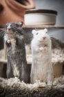 Portrait of two gerbils standing on back legs — Stock Photo