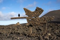 Pássaro de corvo empoleirado de placa de madeira no Parque Nacional Timanfaya, Lanzarote, Ilhas Canárias — Fotografia de Stock