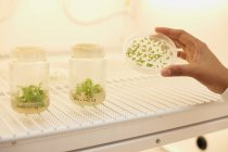 Wissenschaftlerin hält Pflanzenprobe in Petrischale — Stockfoto