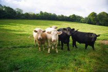Vacas caminhando no campo — Fotografia de Stock