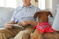 Dog watching owner use digital tablet — Stock Photo