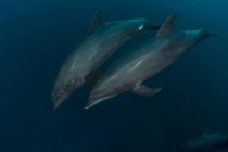 Vista subaquática de golfinhos engarrafados nadadores — Fotografia de Stock