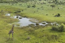 Вид с воздуха на жирафа, дельту Окаванго, национальный парк Чобе, Ботсвана, Африка — стоковое фото