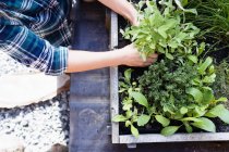 Woman planting herbs in herb garden, high angle — Stock Photo