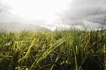 Close up shot of green grass with mountains on distant — Stock Photo