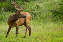 Rocky Mountain Elk pastoreo - foto de stock