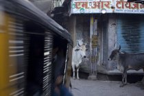 Vacas sagradas caminando por la calle, Jodhpur, Rajastán, India - foto de stock