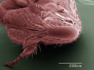 Micrógrafo electrónico de barrido coloreado de pulgas - foto de stock