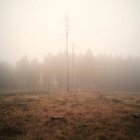 Kahle Bäume im Wald — Stockfoto