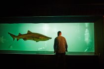 Homme observant le requin dans l'aquarium — Photo de stock