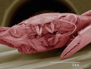 Micrographie électronique à balayage coloré du crabe bleu — Photo de stock