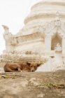 Cão deitado por stupa, Bagan, Myanmar — Fotografia de Stock