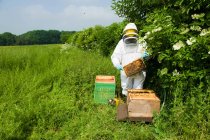 Бджоляр в захисному одязі перевіряє бджолиний вулик — стокове фото